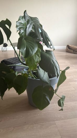 Large Monstera / Swiss Cheese Plant