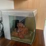 fish tank salt water 60 litre Image 4