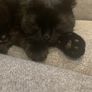 scottish fold cat Image 6