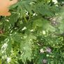 Acacia dealbata tree 6ft+ Image 3