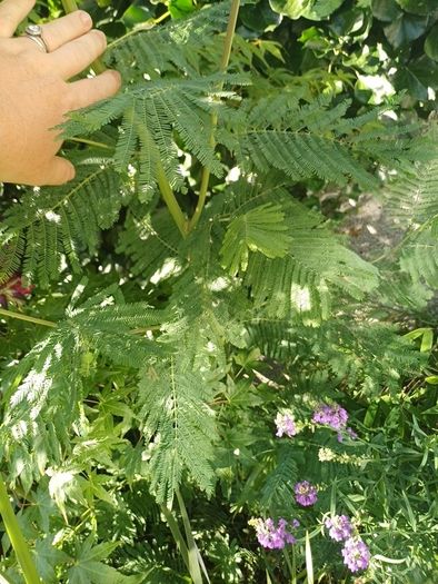 Acacia dealbata tree 6ft+