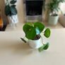 planters with plant Image 3