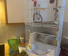 Free budgie cage and some supplies
