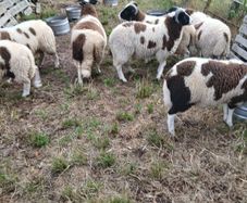 Sheep