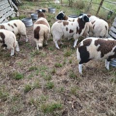 Sheep