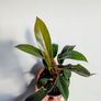 Philodendron Florida Bronze Plant Image 2