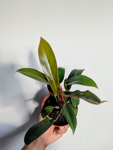 Philodendron Florida Bronze Plant
