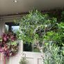 Extra large approx 200cm x 110cm fruit bearing very established olive tree no pot Image 7