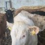Weanling hefiers Image 6