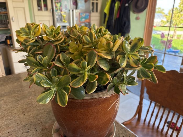 jade plant