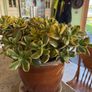 jade plant Image 2
