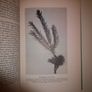 SALE! Dwarf and Slow Growing Conifers By Murray Hornibrook Image 4