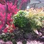 planted tank 250 liter Image 2