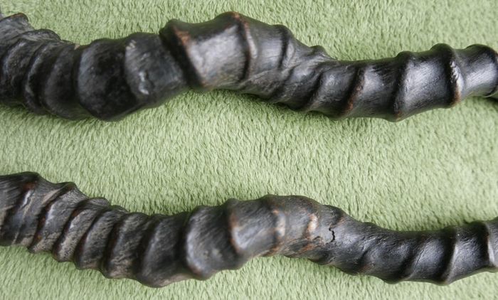 Antique Black Buck Horns 1800's Rare Horns Length 22"