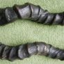 Antique Black Buck Horns 1800's Rare Horns Length 22" Image 4
