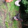 Laying ducks ,Laying hens and pekin bantams Image 10