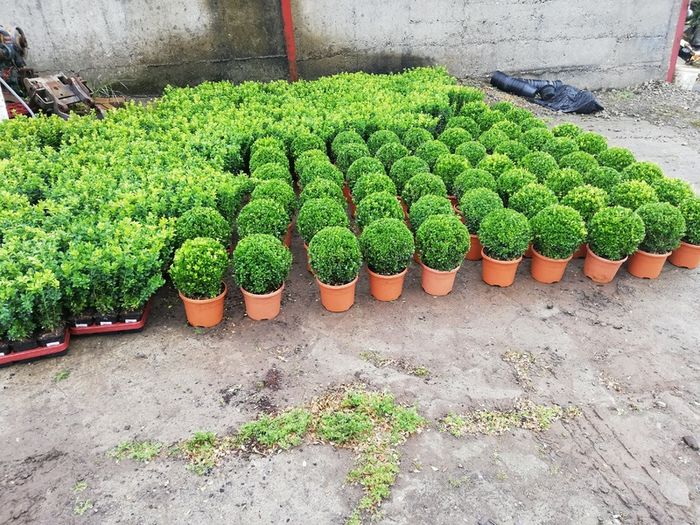 Box Hedging