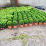 Box Hedging Image 5