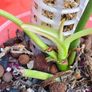 Philodendron Whipple Way mint Image 6