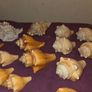 Sea Shell Collection Image 6