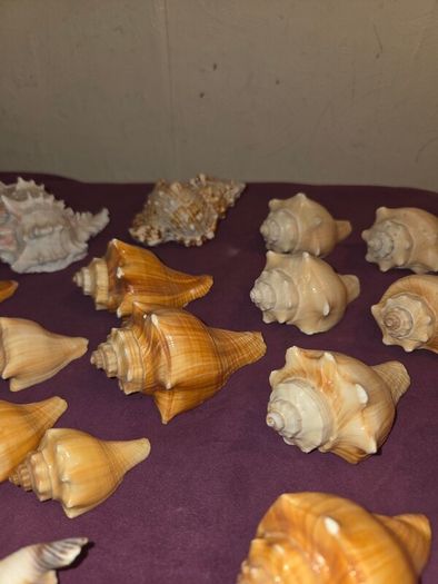 Sea Shell Collection