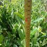 Laurel Hedging 3 feet tall. Image 2