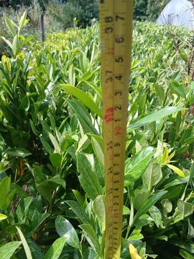 Laurel Hedging 3 feet tall.