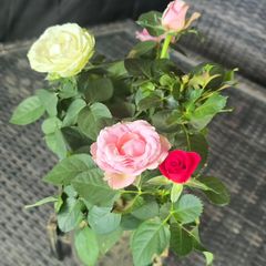 roses in 3 colors