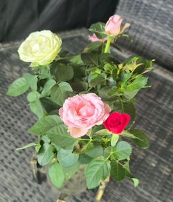 roses in 3 colors