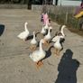 geese Image 2