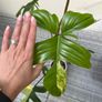 Rare Houseplant Philodendron Florida Beauty Image 10