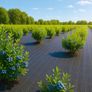 Polytunnel Weed Control Fabric Mypex 135g-2.2m 50m Image 3