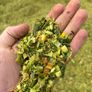 Fresh fodder beet and maize Image 6