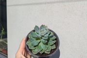 Echeveria succulent
