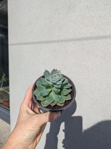 Echeveria succulent