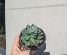 Echeveria succulent