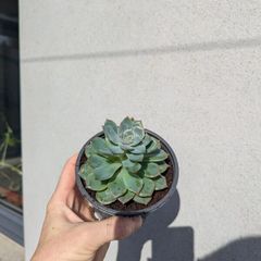 Echeveria succulent