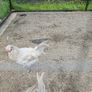 Araucana cockerels Image 2
