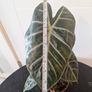 Plant Image 4
