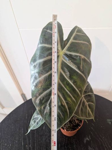 Plant