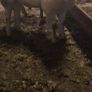 Purebread texel hogget ram Image 4