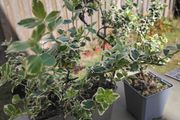 Euonymus fortunei Emerald Gaiety - Spindle