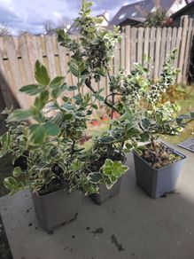 Euonymus fortunei Emerald Gaiety - Spindle