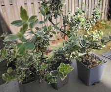 Euonymus fortunei Emerald Gaiety - Spindle