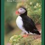 2002 Ireland Birds of Ireland Presentation Folder with 29 MNH Bird Definitives through E10 from the Tenth Definitive Series in plastic sleeve Image 2