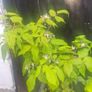 raspberries Image 2