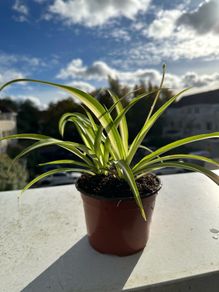 Beautiful spider plants