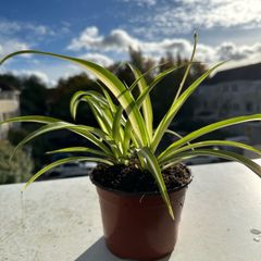 Beautiful spider plants