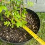 plant Image 5