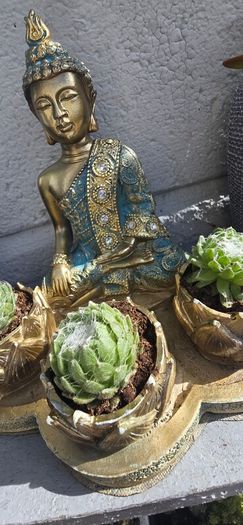 indoor plant